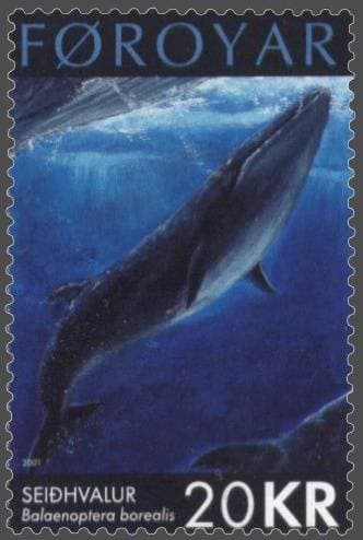 Sei Whale