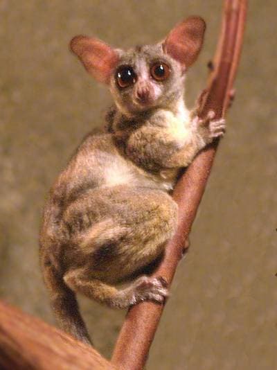 Lesser Galago