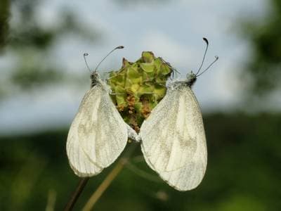 Wood White