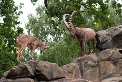 Asiatic Ibex