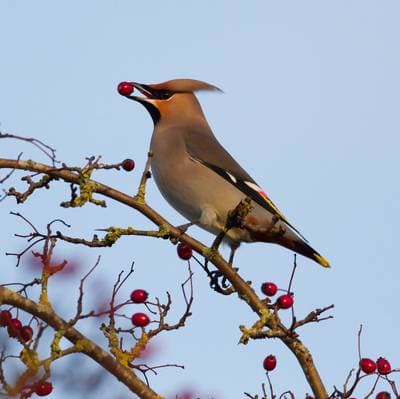 Bohemian Waxwing