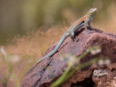 Side-blotched Lizard