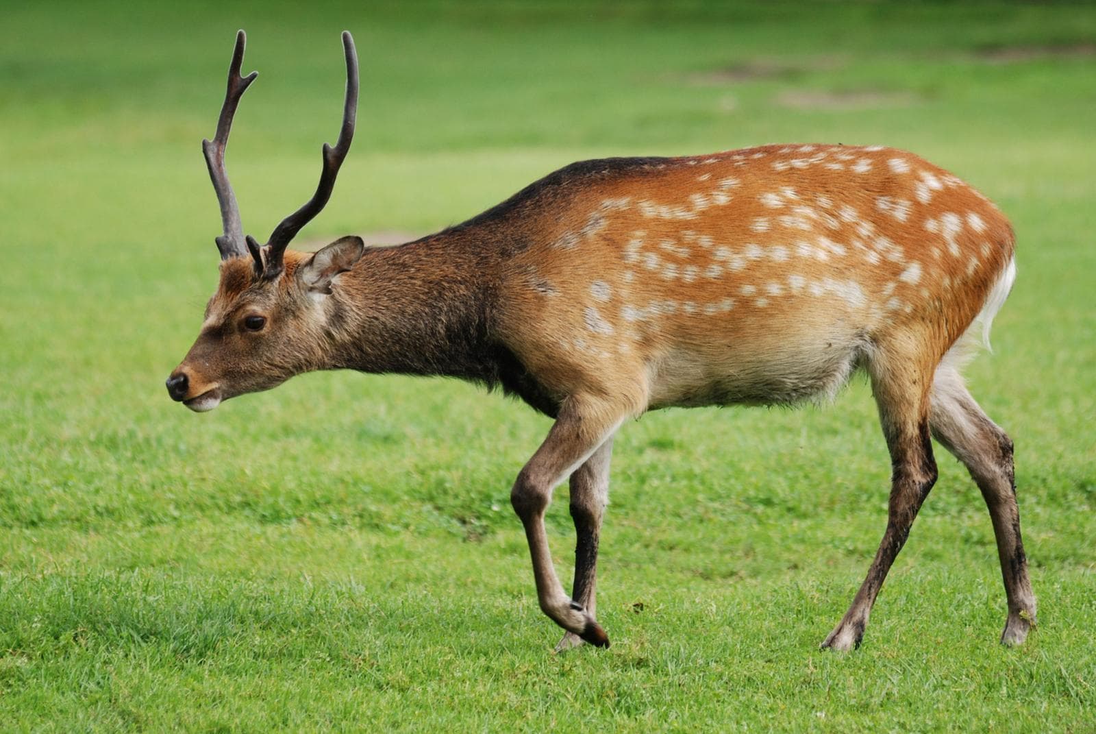 Sika Deer — 1/3