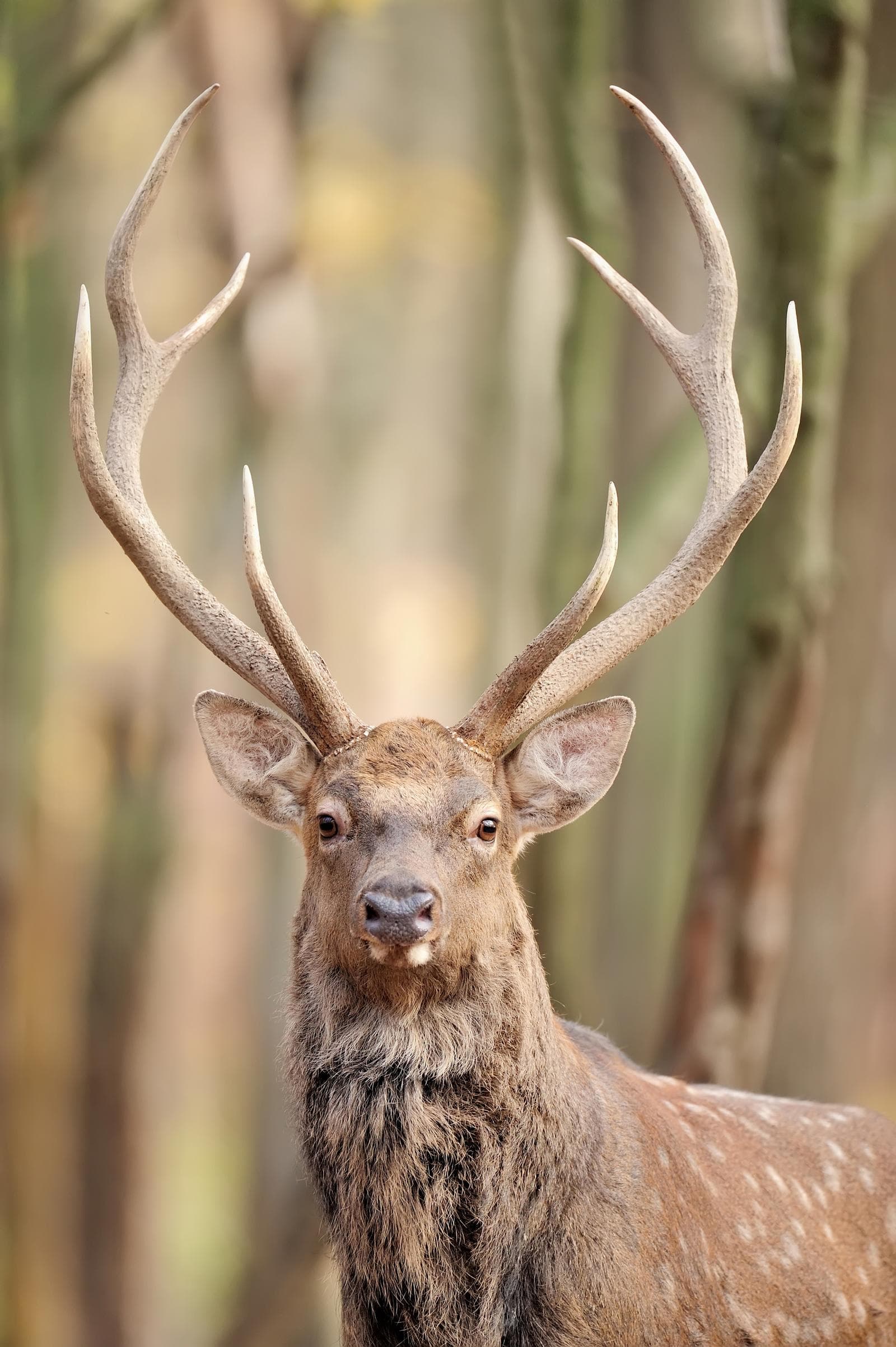 Sika Deer — 2/3