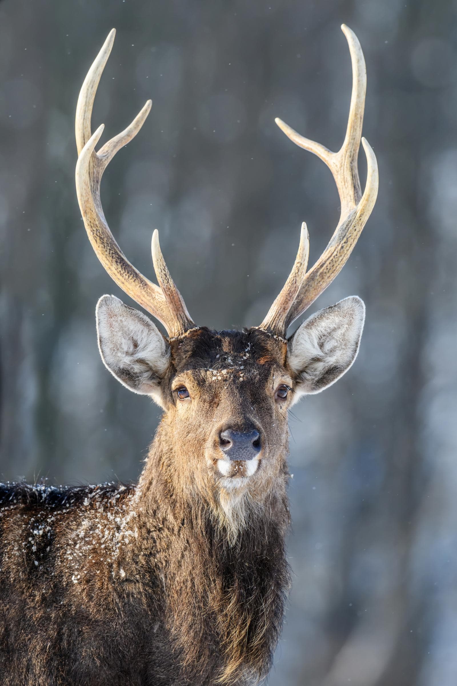 Sika Deer — 3/3