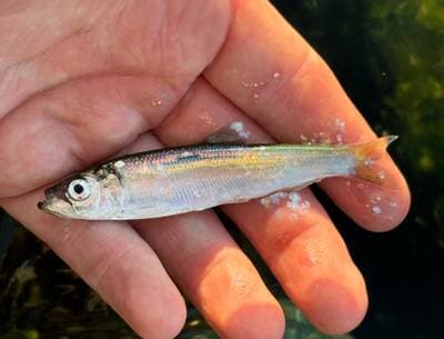 Atlantic Herring