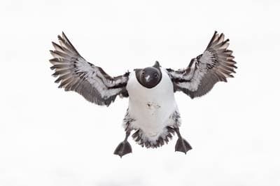 Common Murre