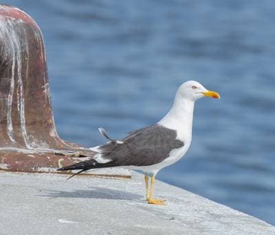 Lesser Black-backed Gull