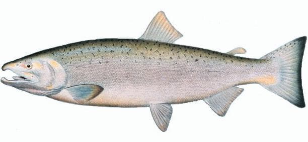 Coho Salmon — 1/3