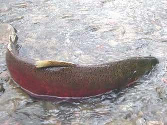 Coho Salmon — 2/3