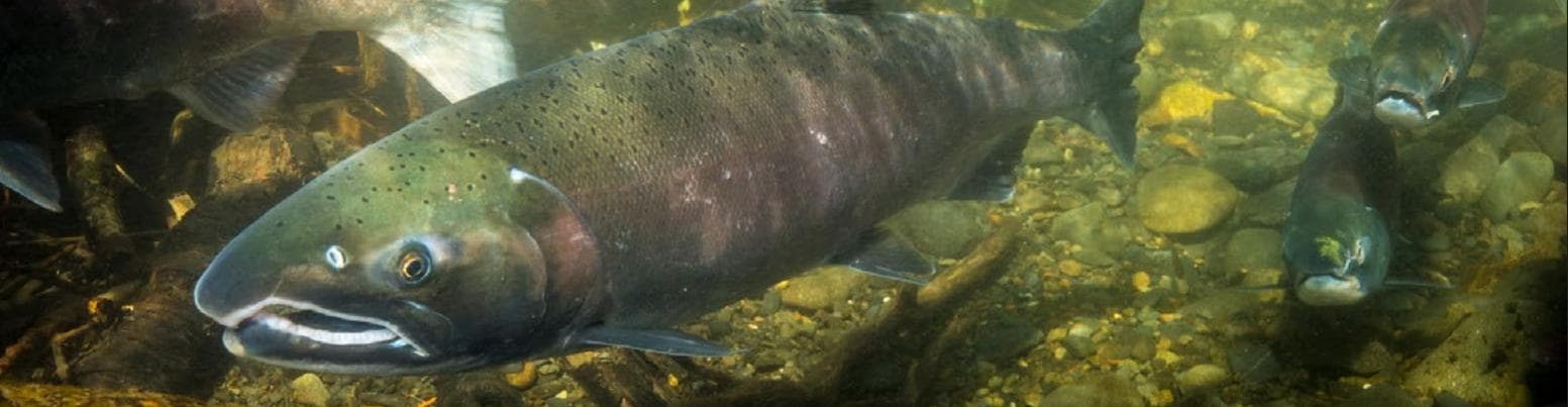 Coho Salmon — 3/3