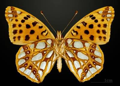 Queen of Spain Fritillary