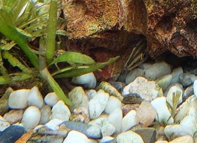 Chinese Stream Loach