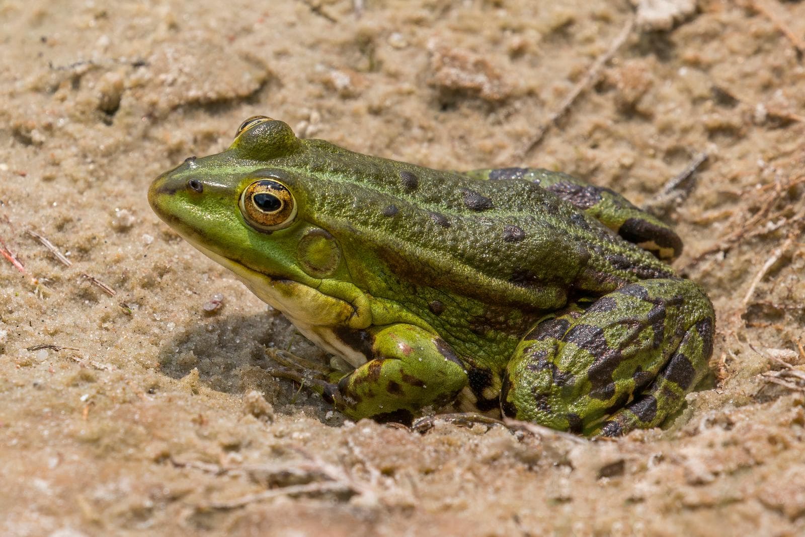 Lake Frog — 2/3
