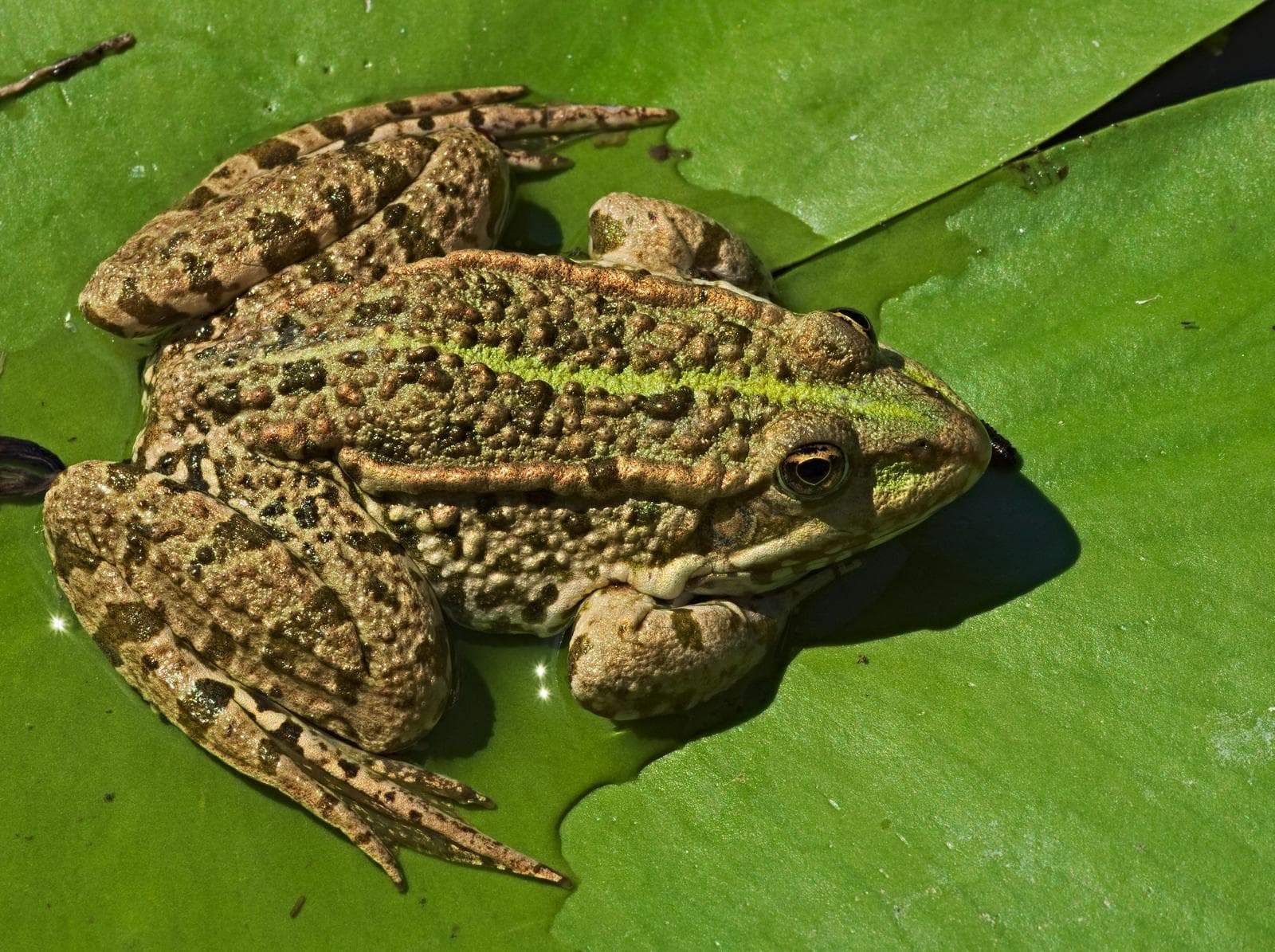 Lake Frog — 3/3