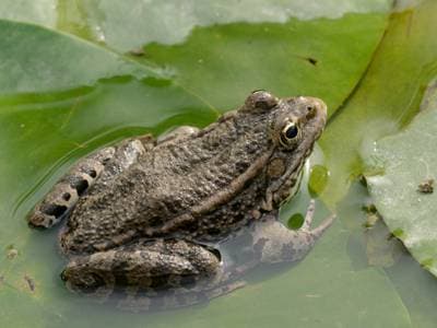 Lake Frog