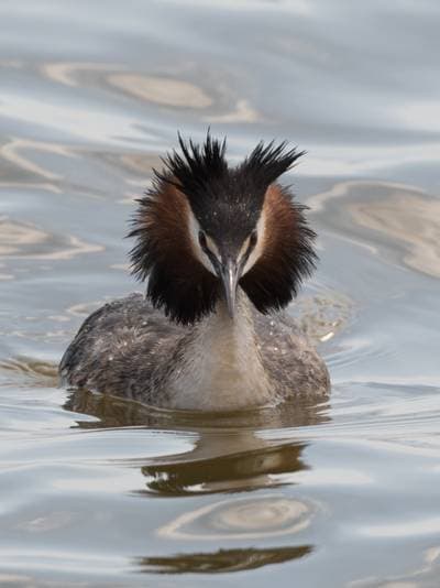 Great Crested Grebe