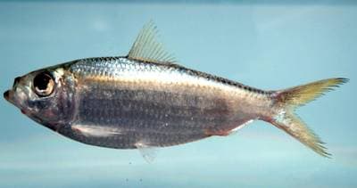 Scaled Sardine