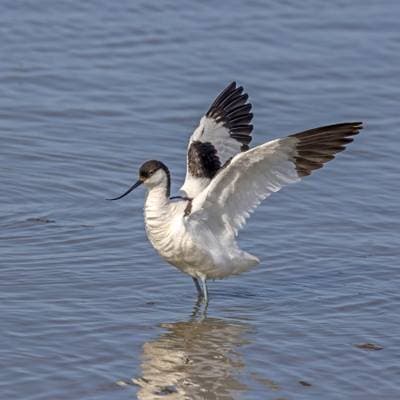Pied Avocet