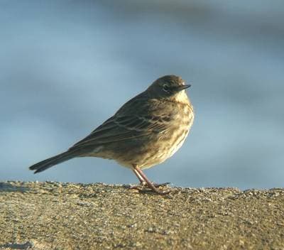 Rock Pipit