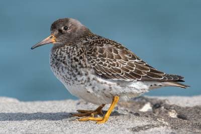 Purple Sandpiper