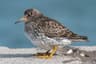 Purple Sandpiper