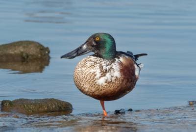 Northern Shoveler
