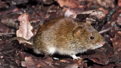 Bank Vole