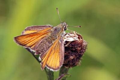 Small Skipper