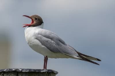 Black-headed Gull