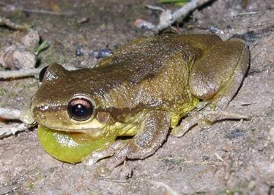 Screaming Tree Frog