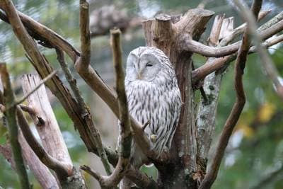 Ural Owl