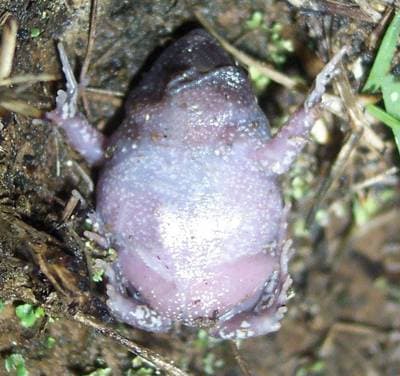 Smooth Toadlet
