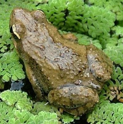 Plains Froglet