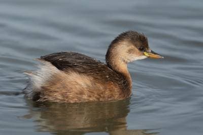 Little Grebe