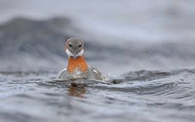 Red-necked Phalarope