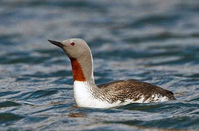 Red-throated Loon