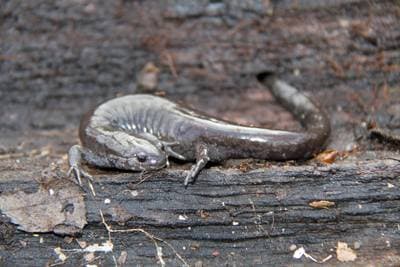 Smallmouth Salamander