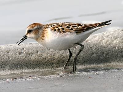Little Stint