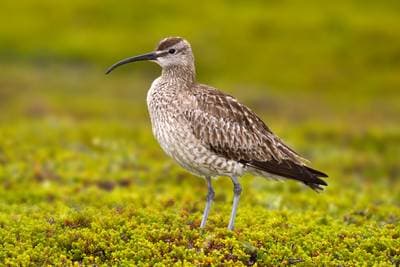Eurasian Whimbrel