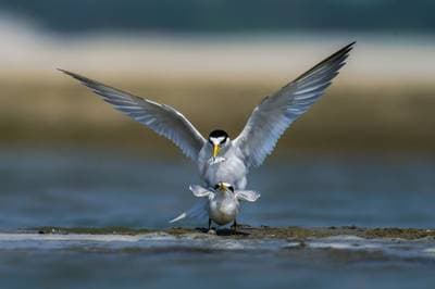 Little Tern
