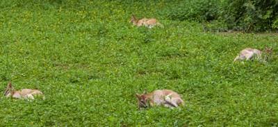 Agile Wallaby