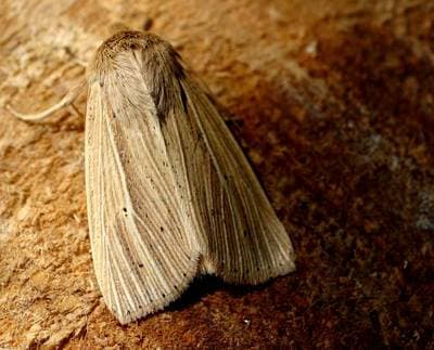 Smoky Wainscot