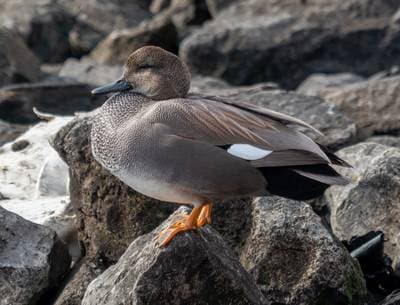 Gadwall