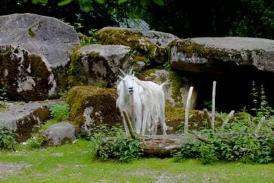 Mountain Goat