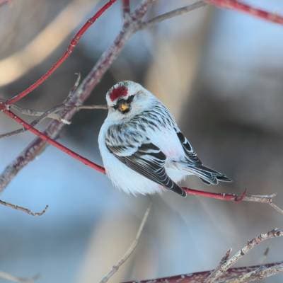 Hoary Redpoll