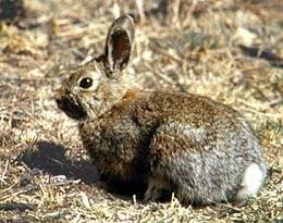 Snowshoe Hare