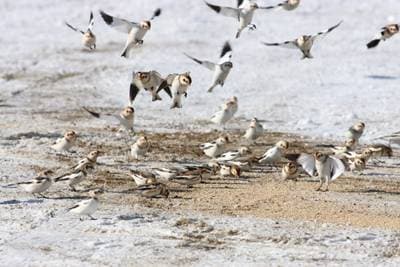 Snow Bunting