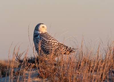 Snowy Owl