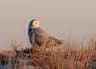 Snowy Owl